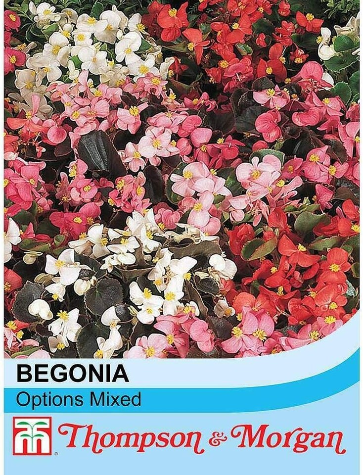 image 1 of Begonia semperflorens Options Mixed 1 Seed Packet (750 Seeds)