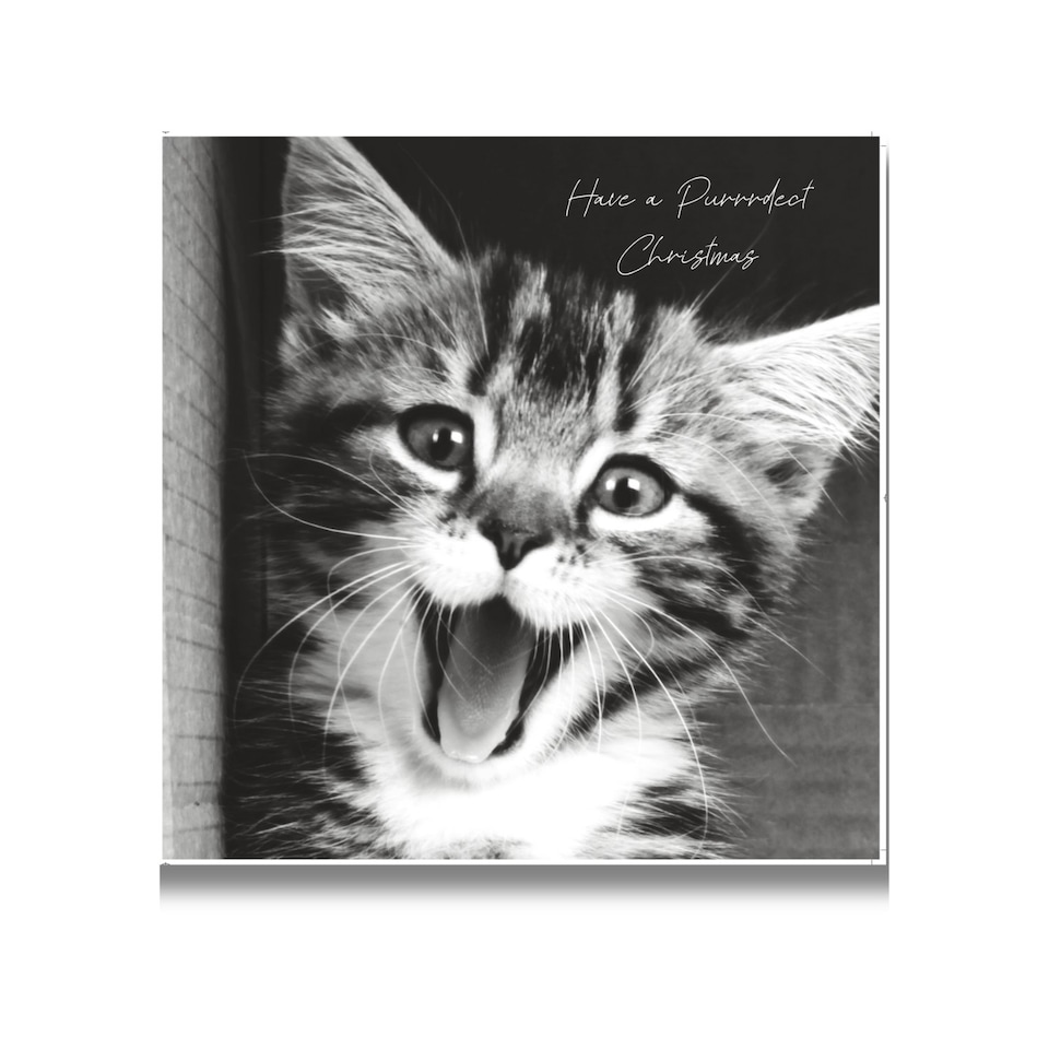 Emotional Rescue In Black & White Christmas Card, Have a Purrfect Christmas with Cute Kitten, 16.3 x 16.3 cms, Multi-Coloured