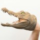 image 4 of Wild Thingz Crocodile Hand Puppet