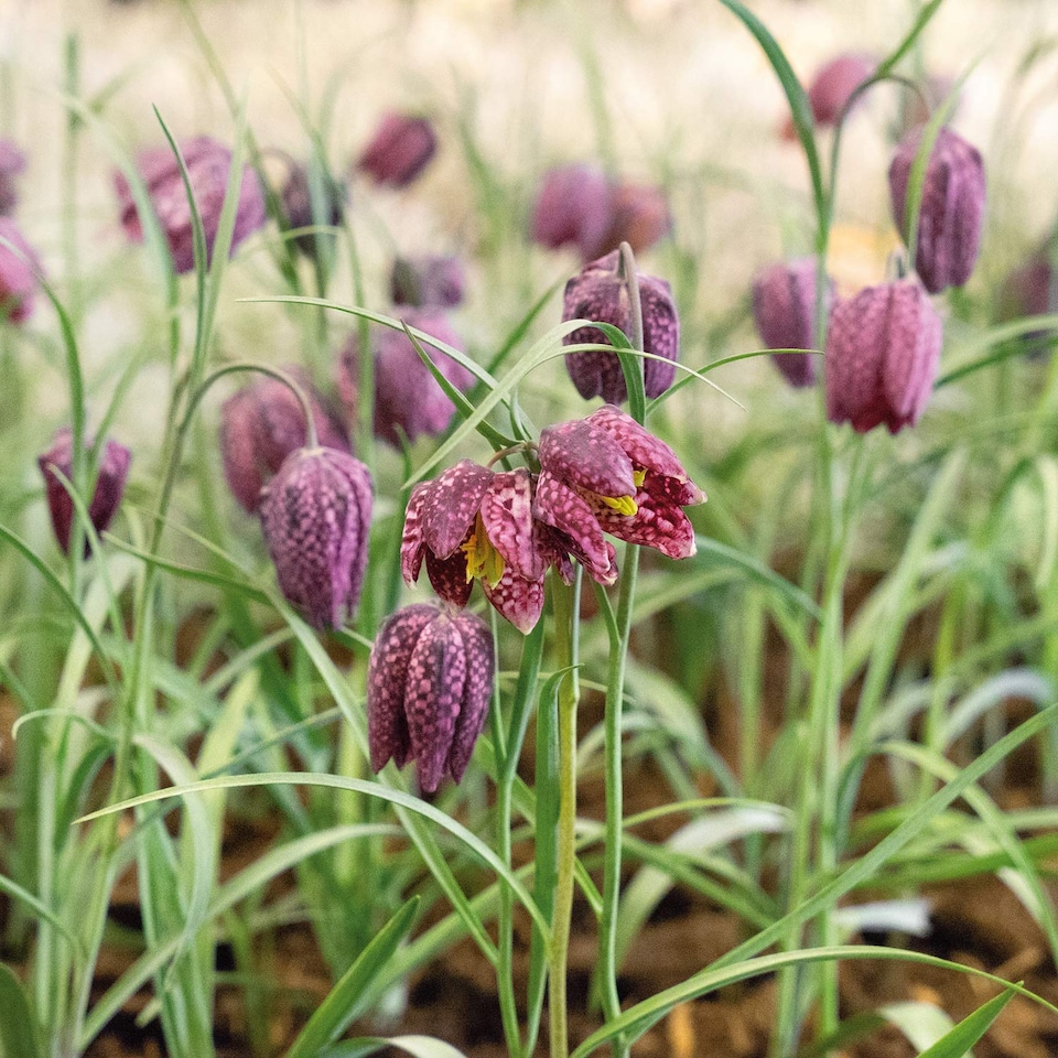 image 1 of Marshalls Garden Snake's Head Fritillary Bulbs (20 Pack)