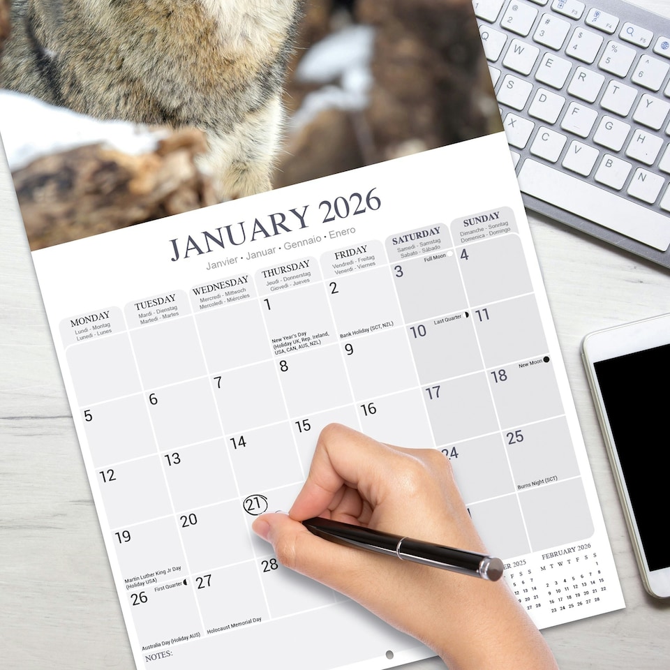 image 1 of Wolves 2026 Calendar | Square Wall Calendar | Animal Gift | Plastic Free Packaging | by Avonside Publishing