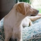 image 4 of William Morris Willow Bough Luxury Dog Bed Mattress - Large Green | L