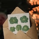 image 3 of Ernst Benary Art Card Savoy Cabbages Vintage Botanical