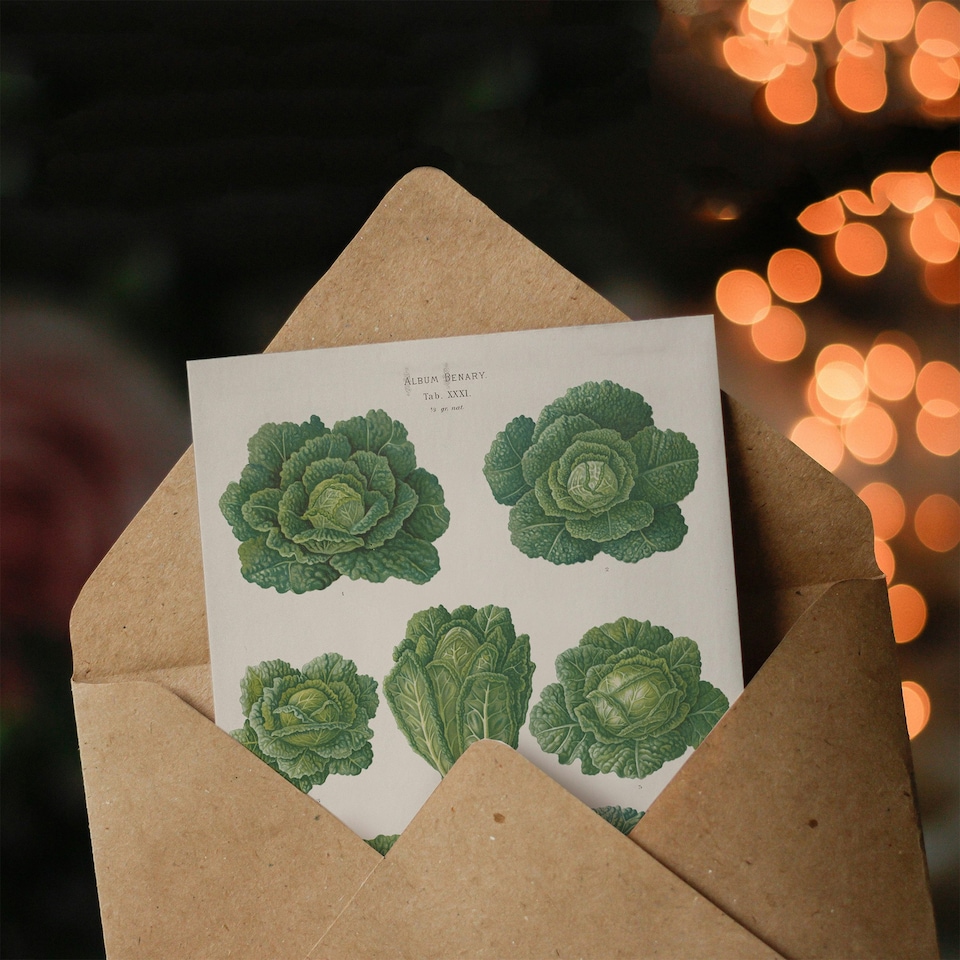 image 1 of Ernst Benary Art Card Savoy Cabbages Vintage Botanical
