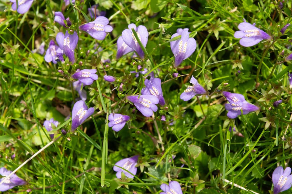 image 1 of Mazus reptans 'Chinese Marshflower' - Marginal Aquatic Pond Plant