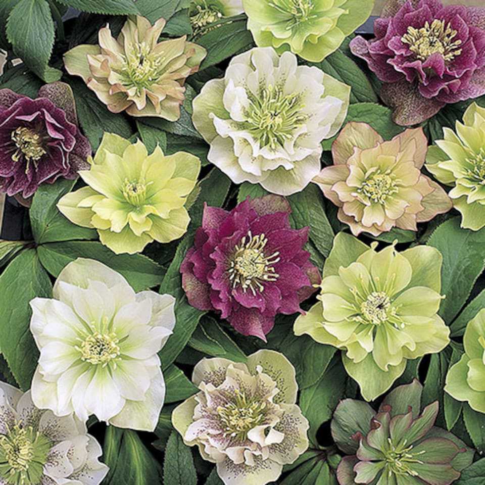 image 1 of YouGarden Hellebore 'Double Ellen', Set of 10 Mixed Jumbo Plug Plants, Winter and Spring Flowering, Ready to Pot or Plant Out