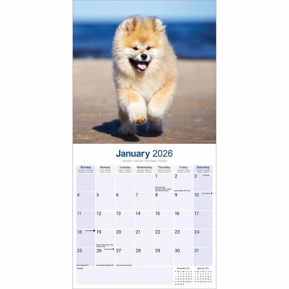 image 1 of Akita 2026 Calendar | Square Wall Calendar | Dog Breed Gift | Plastic Free Packaging | by Avonside Publishing