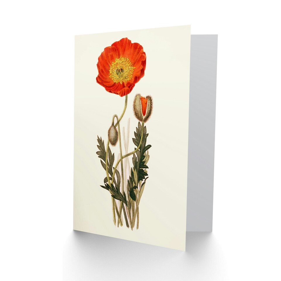 image 1 of Flora Conspicua Clark Scarlet Poppy Flower Art Blank Card