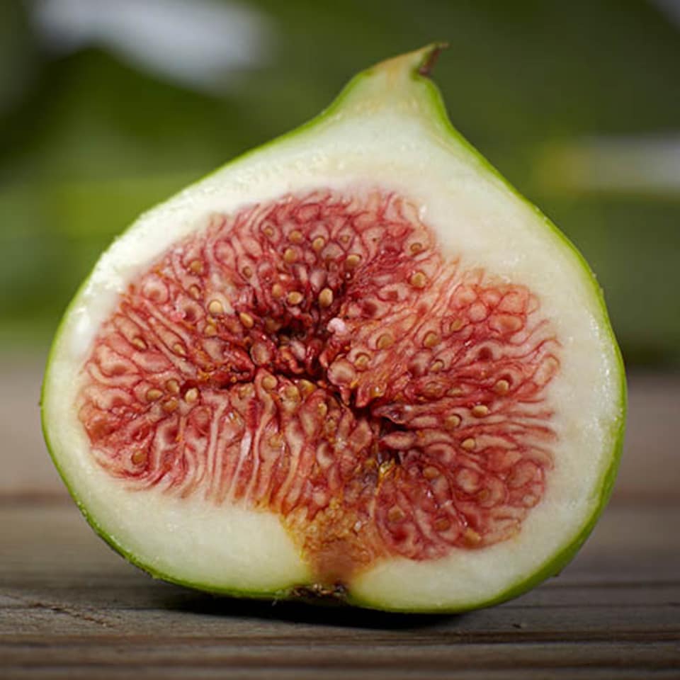 image 1 of Fig Tree 'Brown Turkey' in a 9cm pot - Hardy Fruit Plant for Gardens - Potted Garden Ready Fig Tree