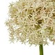 image 2 of Pink Giant Allium (Single Stem Flower) - Plastic - L21 x W21 x H90 cm - Pink