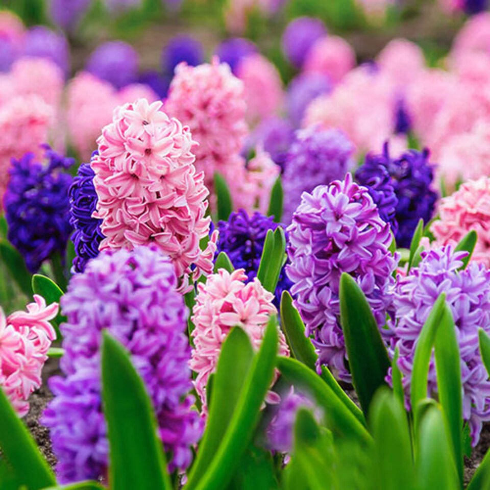 YouGarden Hyacinth 'Berries and Cream' Mix, Set of 10 Bulbs for Autumn ...