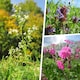 image 2 of Pegdev 500g Hedgerow Wild Flower & Grass Seed Mix for Meadow Gardens