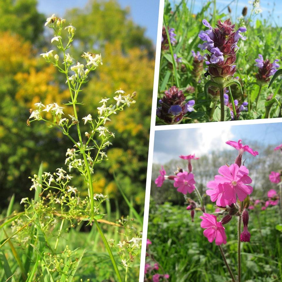 image 1 of Pegdev 500g Hedgerow Wild Flower & Grass Seed Mix for Meadow Gardens