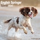 image 1 of English Springer Spaniel 2026 Calendar | Square Wall Calendar | Dog Breed Gift | Plastic Free Packaging | by Avonside Publishing