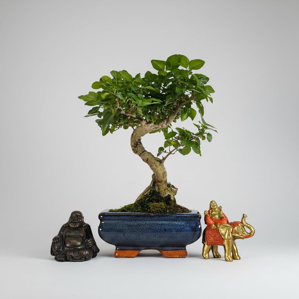 Yorkshire Bonsai Chinese Privet (Ligustrum Sinense) Bonsai Tree Shaped In 15cm Pot