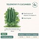 image 2 of Fothergills Premium Cucumber Seeds - Telepathy F1