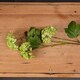 image 3 of Viburnum Spray Artificial Plant - Plastic - L18 x W27 x H63 cm - Green