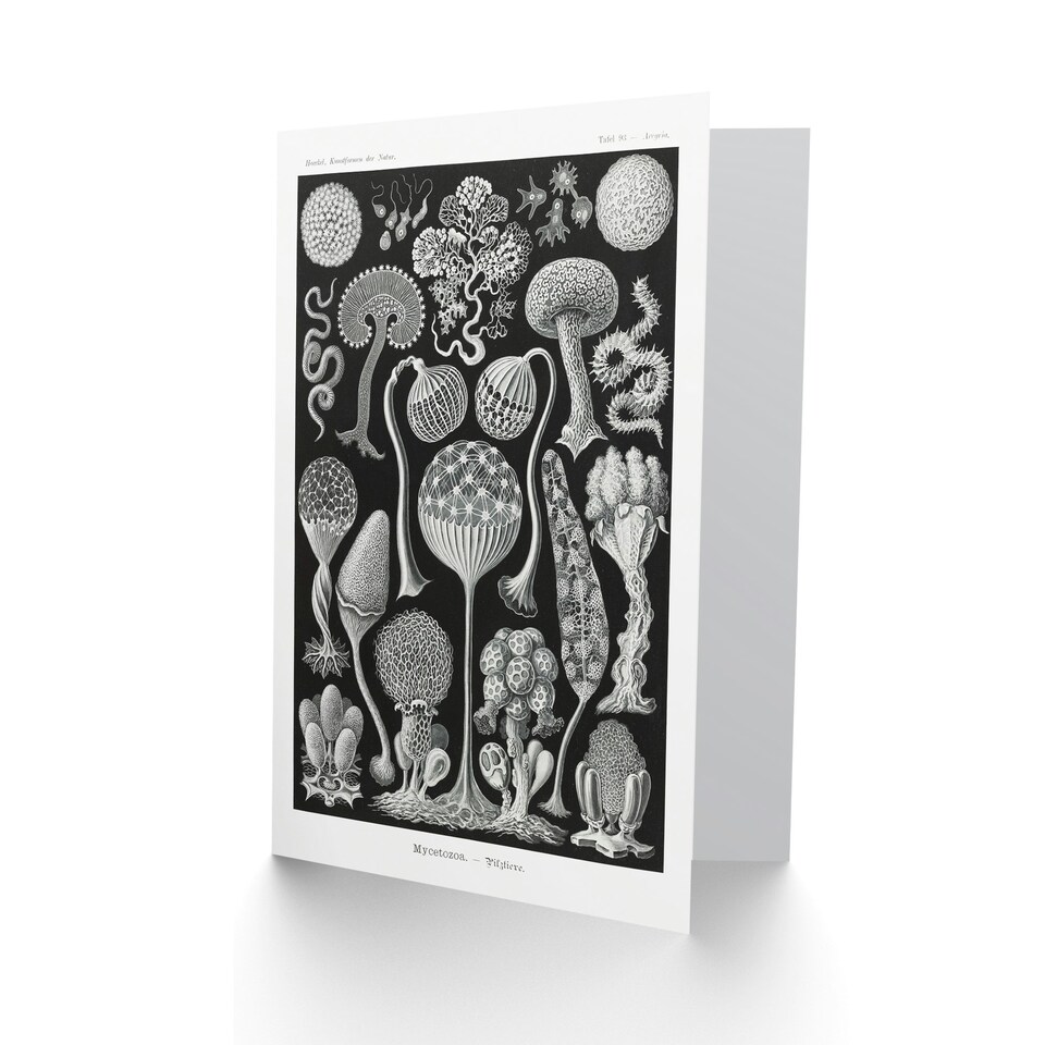 image 1 of Ernst Haeckel Art Card Mycetozoa Intricate Slime Molds