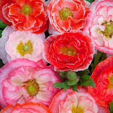 Poppy Falling in Love Seeds - Hardy Annual Romantic Rose Salmon Coral Red Picotees. Easy Sow. 1000 Seeds.