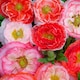 image 1 of Poppy Falling in Love Seeds - Hardy Annual Romantic Rose Salmon Coral Red Picotees. Easy Sow. 1000 Seeds.