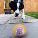 image 6 of Pre-Personalised Dog Ball Gift Pack 2pcs Purple H