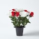 image 7 of Homescapes Set of 2 Red & White Roses & Lilies Artificial Flowers in Grave Vases