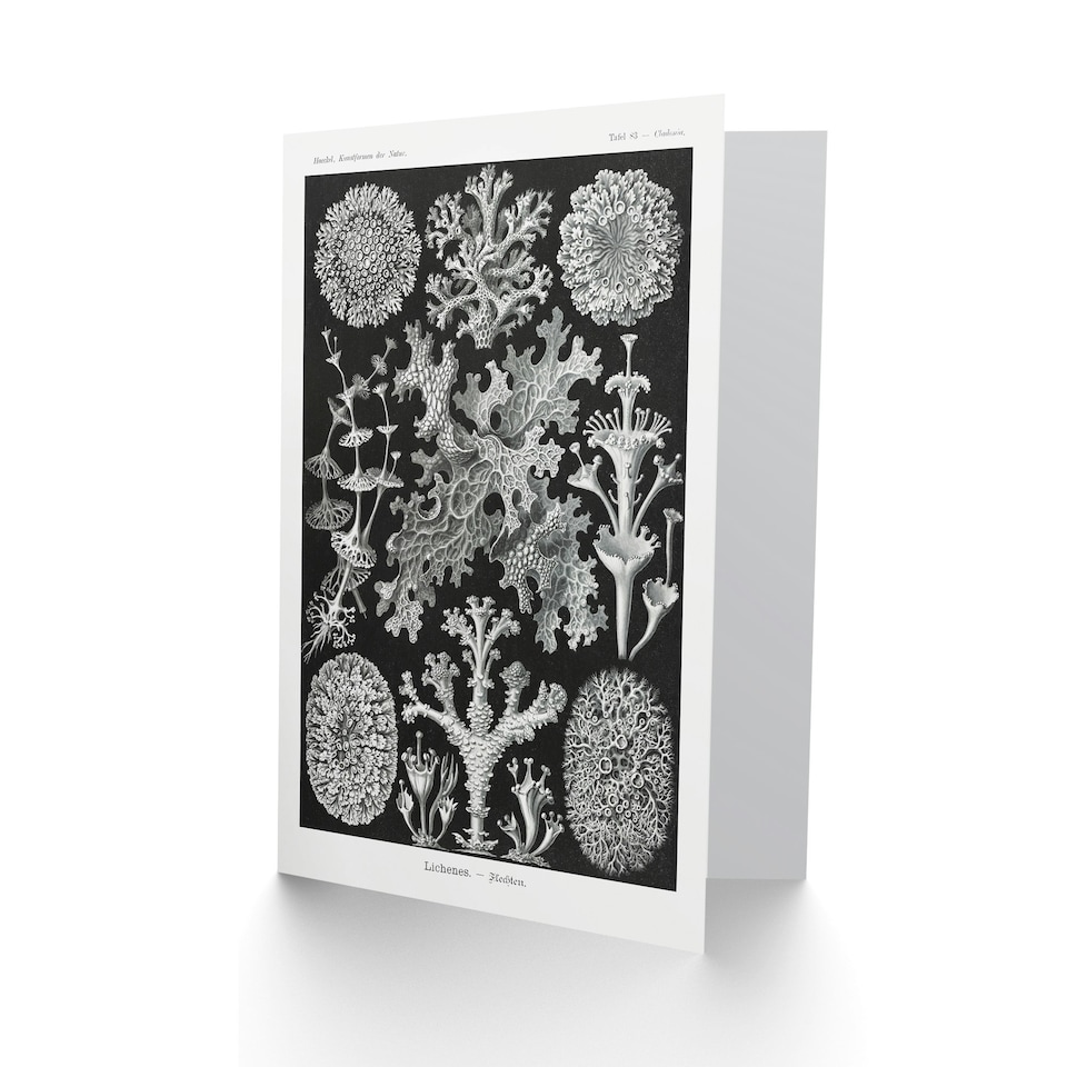 image 1 of Ernst Haeckel Art Card Lichen Species Vintage Illustration