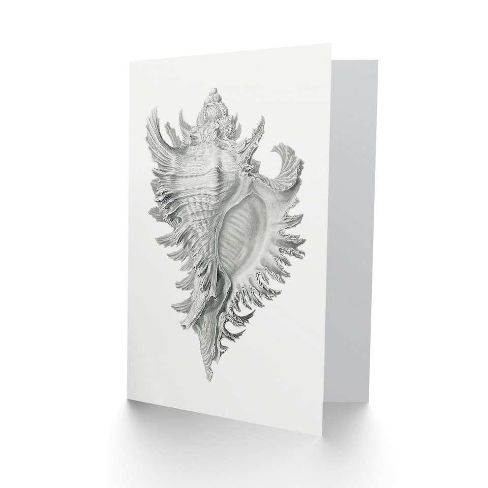 image 1 of Ernst Haeckel Art Card Whelk Sea Snail Shell Drawing