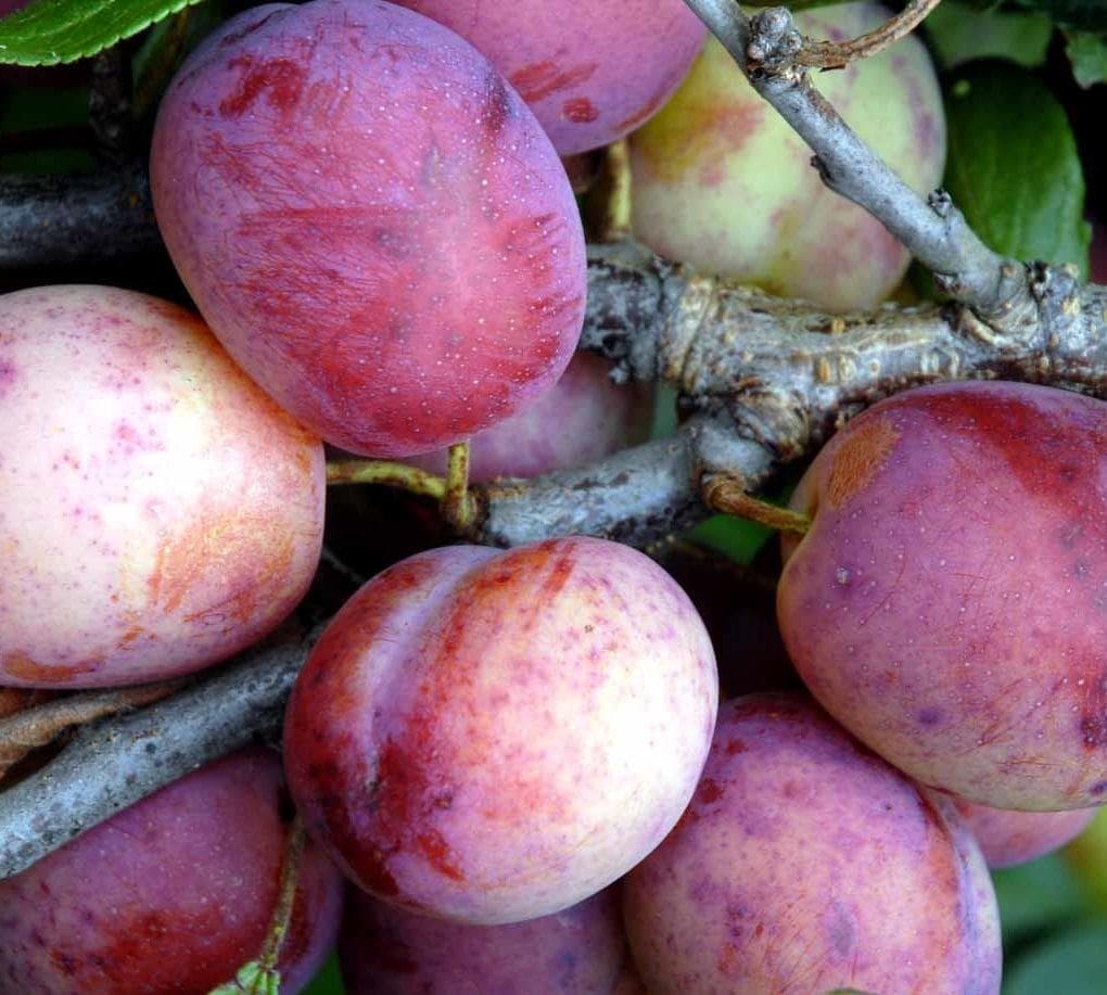 Direct Plants Patio Dwarf Opal Plum Fruit Tree 3-4ft Supplied in a 5 Litre Pot