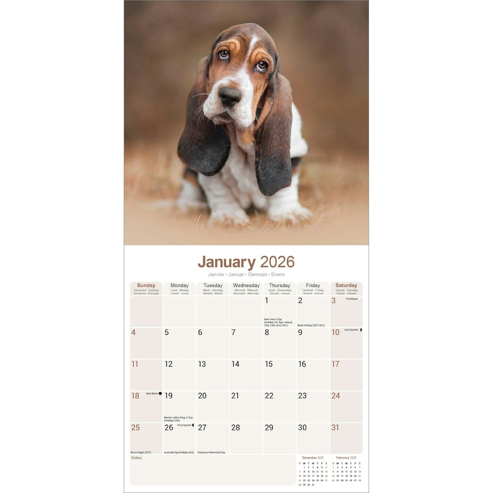 image 1 of Basset Hound 2026 Calendar | Square Wall Calendar | Dog Breed Gift | Plastic Free Packaging | by Avonside Publishing