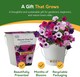 image 6 of Pronto Seed Petunia Grow Your Own Kit with Decorative Bucket Planter - Colourama Mix | Multi | Petunia Bucket | 1