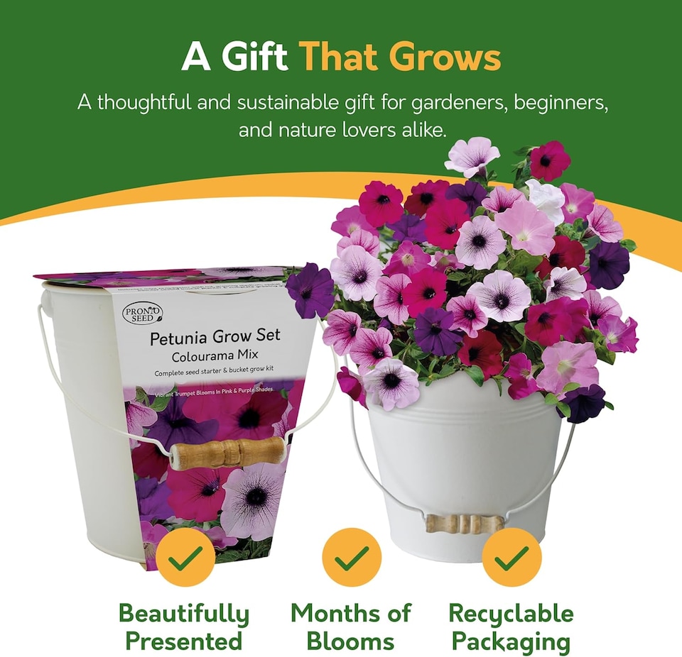 image 1 of Pronto Seed Petunia Grow Your Own Kit with Decorative Bucket Planter - Colourama Mix | Multi | Petunia Bucket | 1