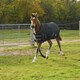 image 2 of Rhinegold Foal Konig Outdoor Rug Black | Size: 4ft 3
Colour: Black