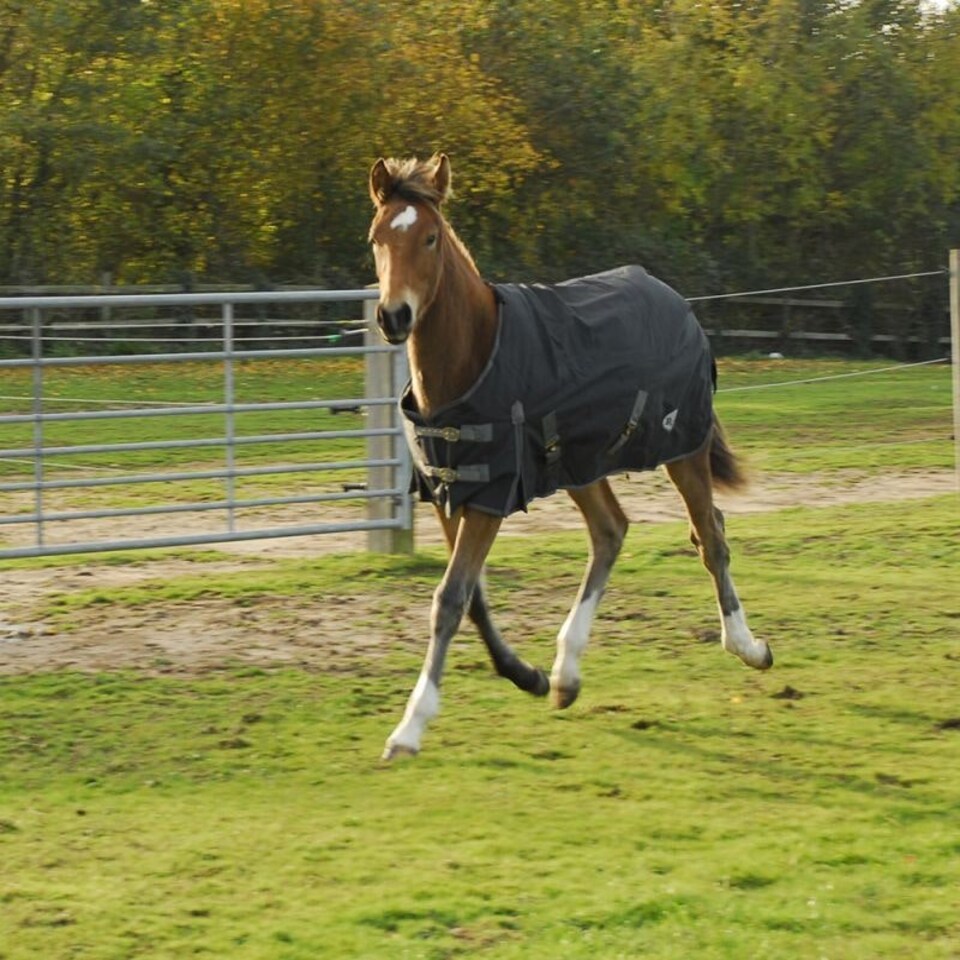 image 1 of Rhinegold Foal Konig Outdoor Rug Black | Size: 4ft 3
Colour: Black
