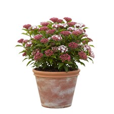 Viburnum Tinus (Laurustinus) 6 Plants