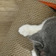 image 6 of PawHut Car-shaped Cat Scratcher Cardboard 2 in 1 with Catnip, Red