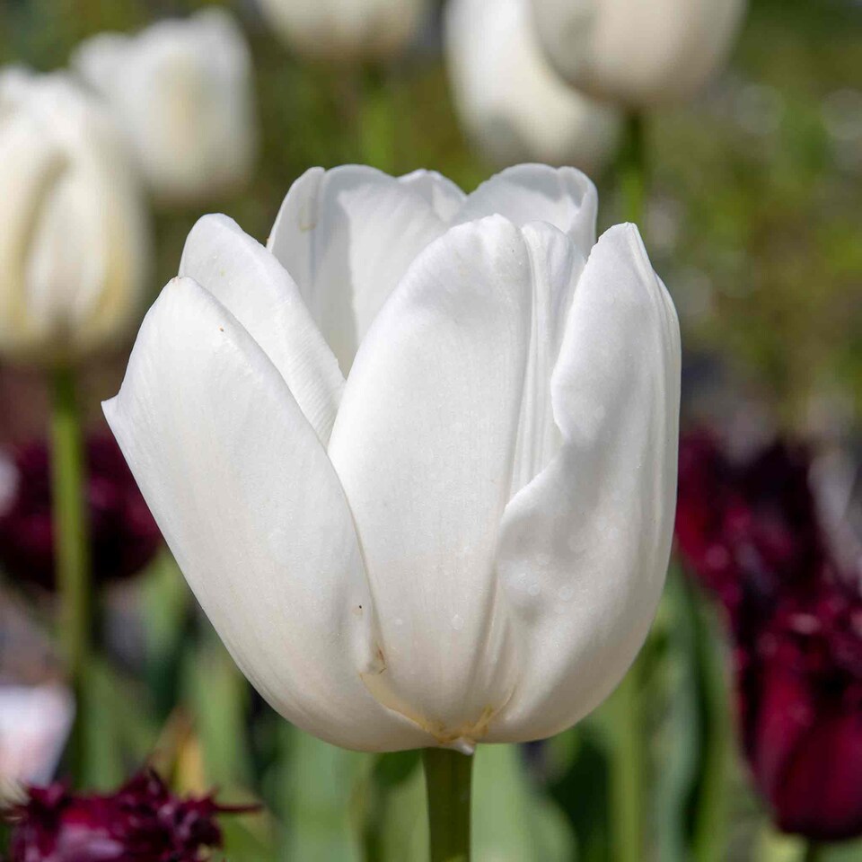 image 1 of Marshalls Garden Tulip Bulbs 'Clearwater' 10 Pack
