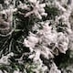 image 4 of 50cm Snow Flocked Imperial Pine Christmas Wreath