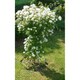 image 2 of Tuteur (Large) Plant Support - Steel - L109.2 x W109.2 x H195.6 cm - Bare Metal/Ready to Rust