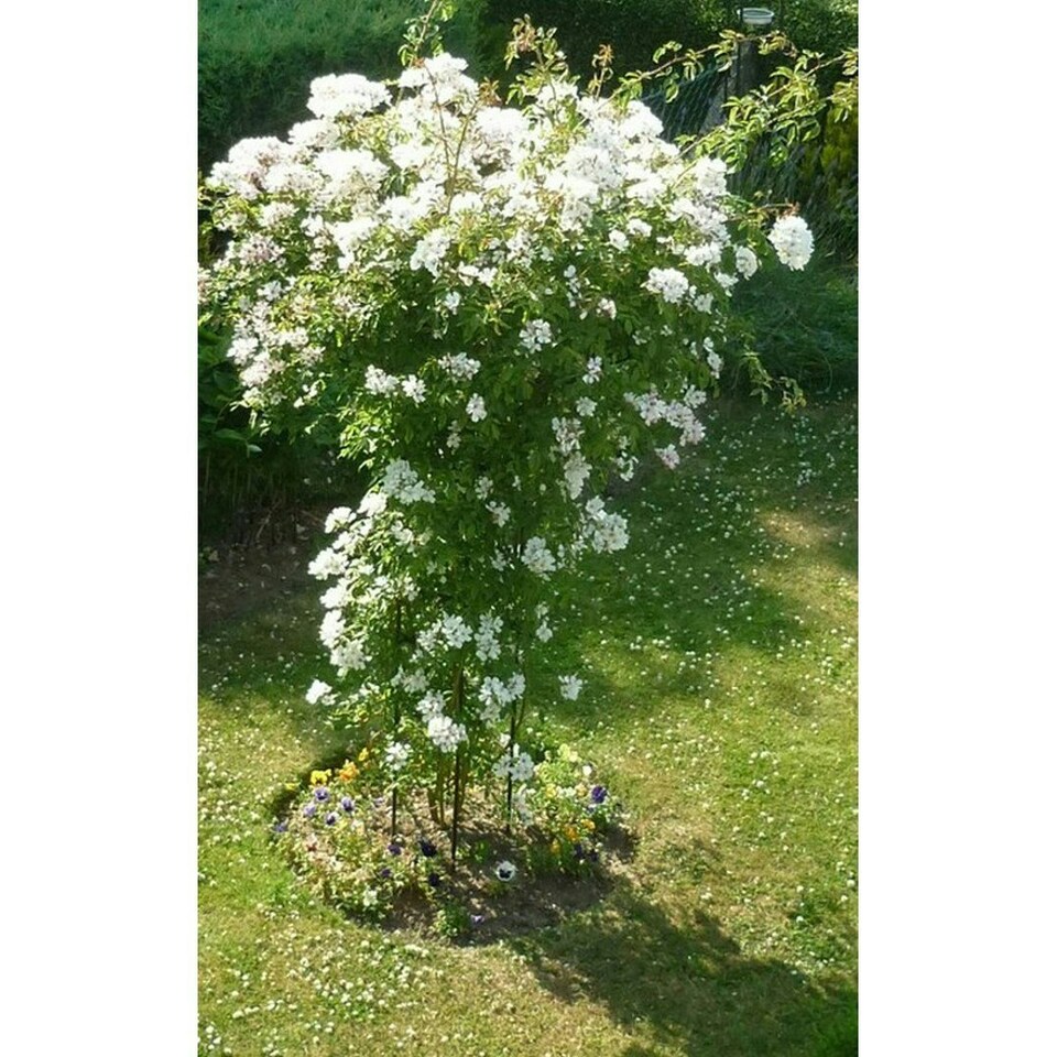 image 1 of Tuteur (Large) Plant Support - Steel - L109.2 x W109.2 x H195.6 cm - Bare Metal/Ready to Rust