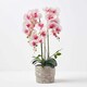 image 1 of Homescapes Pink Orchid 64 cm Phalaenopsis in Cement Pot Extra Large, 3 Stems