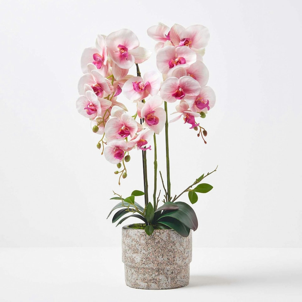 image 1 of Homescapes Pink Orchid 64 cm Phalaenopsis in Cement Pot Extra Large, 3 Stems