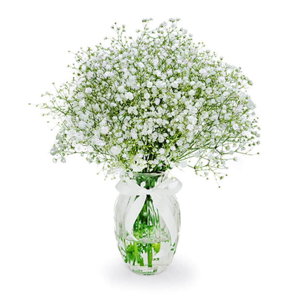 White Baby's Breath in a Vase Bouquet (Vase Included)