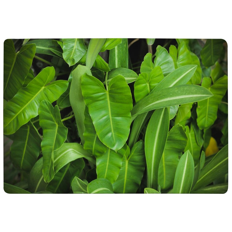 image 1 of Abstract background of dark green leaves (Rug) Green | XL