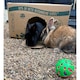 image 4 of Burgess Excel Timothy Feeding Hay Box - 4.5KG