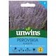 image 4 of Marshalls Garden Perovskia 'Bluesette' 6 Seeds