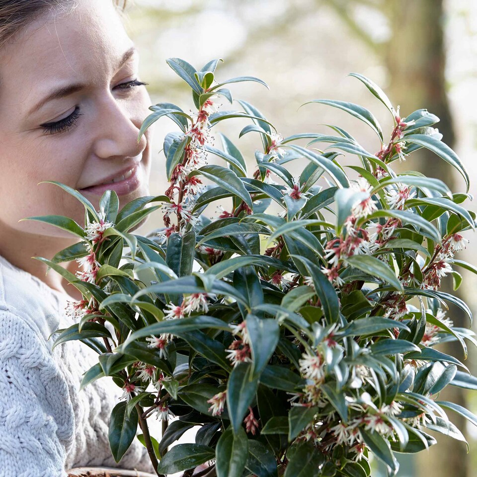 image 1 of Marshalls Garden Sarcococca hookeriana 'Winter Gem' - Hardy Winter-Flowering Shrub 9cm
