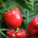 image 2 of Carbeth Plants Bell Pepper Collection in 9cm Pot - Mix of 3 - Easy Grow Vegetable Plants for Kitchen Garden