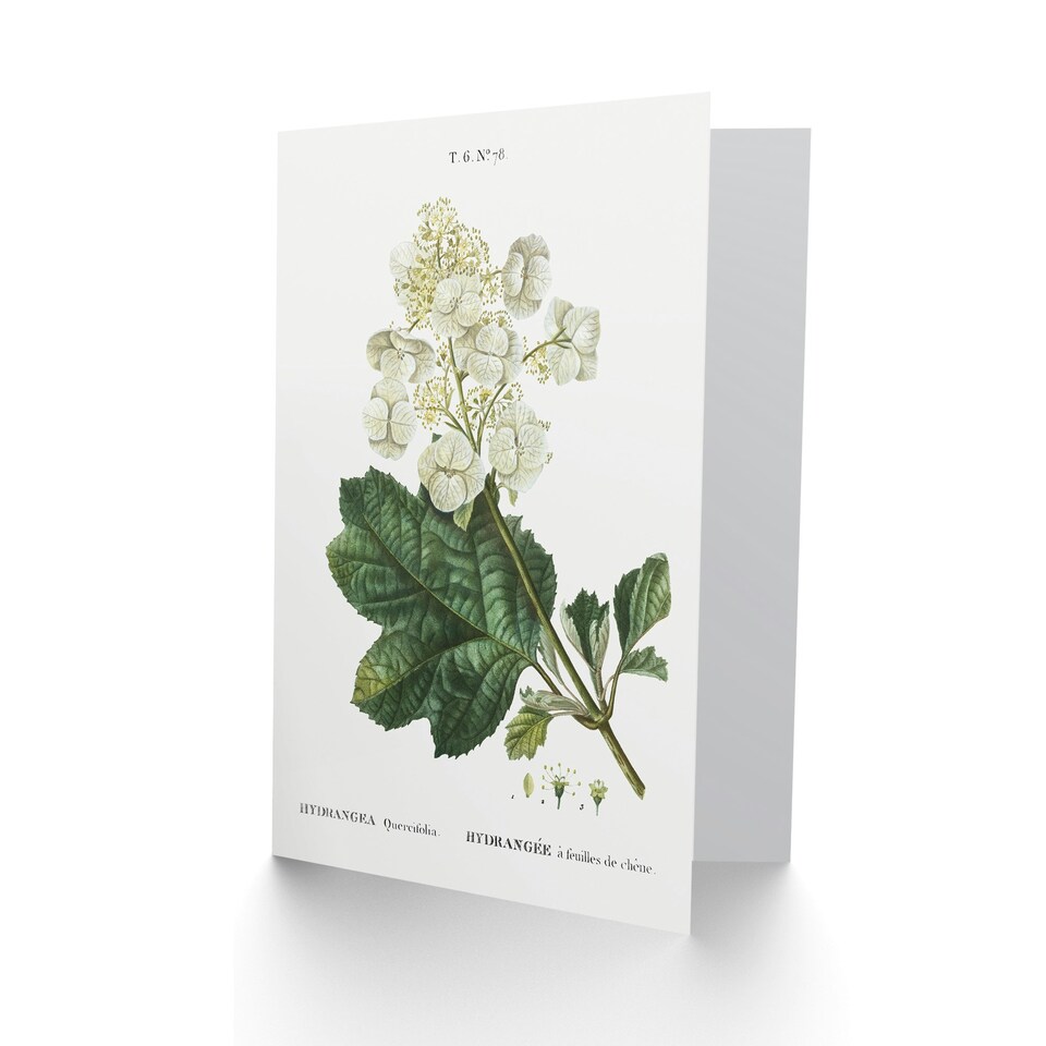 image 1 of Pierre-Joseph Redouté Art Card Oakleaf Hydrangea Flowers