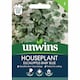 image 4 of Houseplant Eucalyptus Baby Blue | Multi